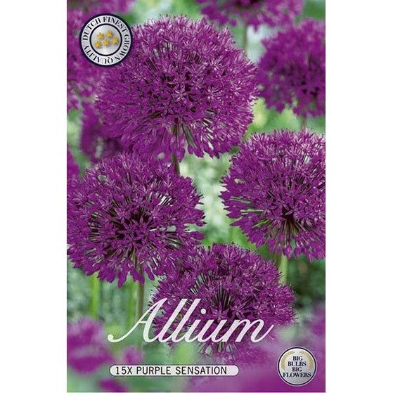 Allium Purple Sensation 15-pakkaus