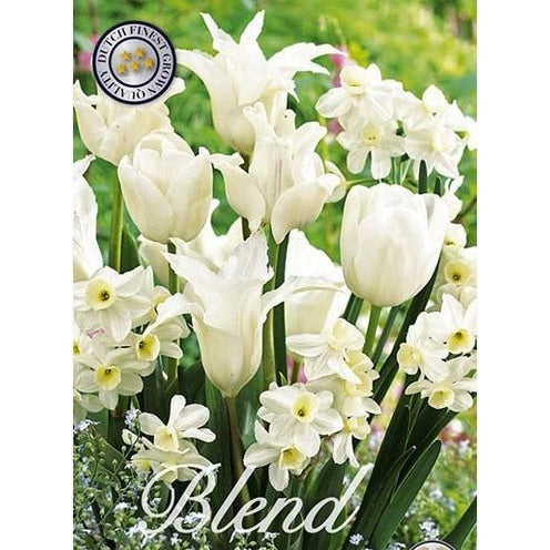 Tulppaani/Narsissi White Valley 20-pakkaus