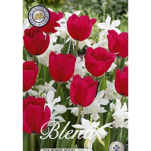 Tulppaani/Narsissi Robin Hood 20-pakkaus