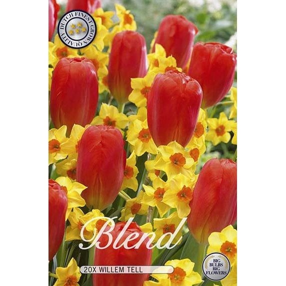Tulppaani/Narsissi Willem Tell 20-pakkaus