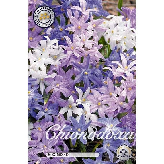 Kevättähti Mix 50-pakkaus