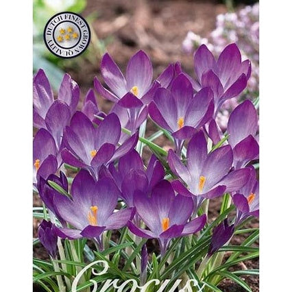 Krokus Ruby Giant 50-pakkaus
