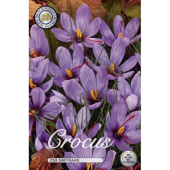 Krokus Saffran 25-pakkaus