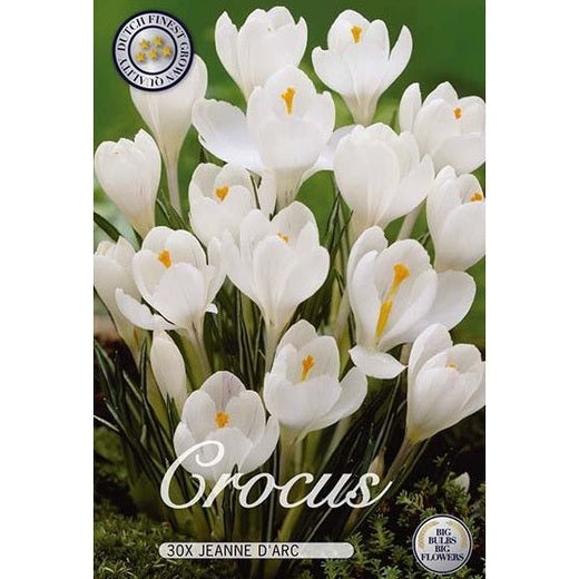 Krokus Jeanne D&