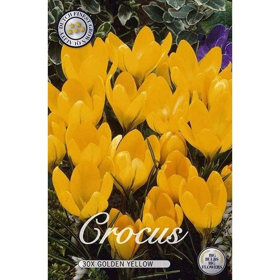 Krokus Golden Yellow 20-pakkaus