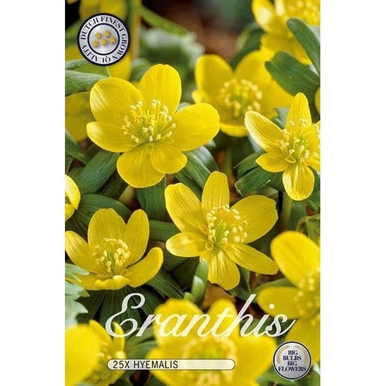 Talvikello Hyemalis 25-pakkaus