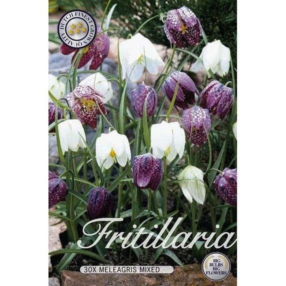 Kungsängslilja Mix 30-pakkaus