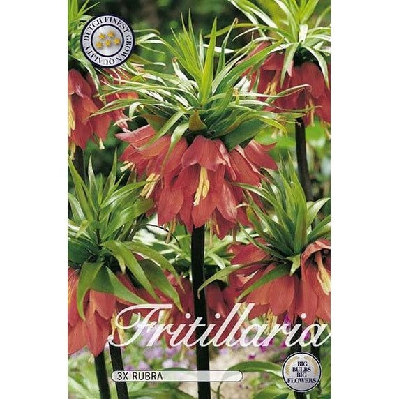 Kungsängslilja Rubra 2-pack