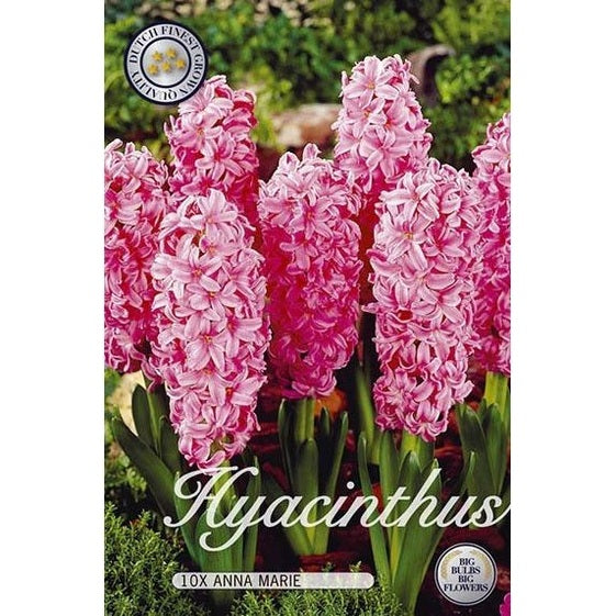 Hyasintti Anna Marie 10-pakkaus