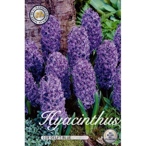 Hyasintti Delft Blue 10-pakkaus