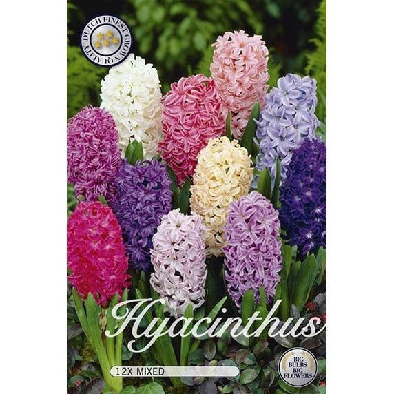 Hyasintti Orientalis Mix 12-pakkaus
