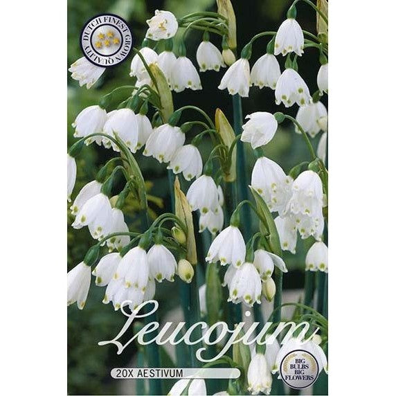 Lumikello Aestivum 20-pakkaus