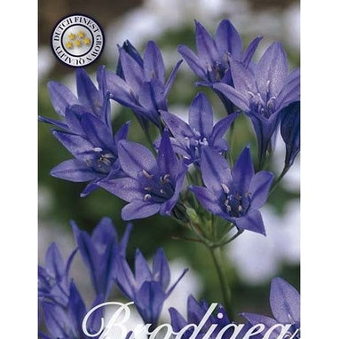 Mini Agapanthus Queen Fabiola 100-pakkaus
