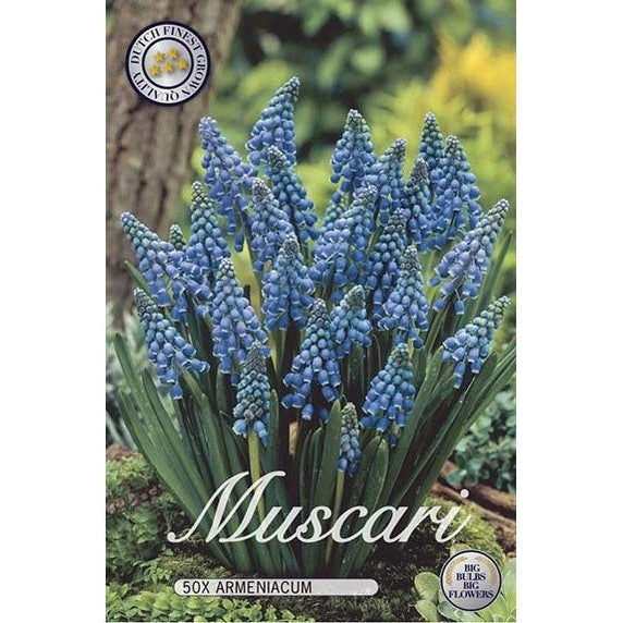 Helmililja Armeniacum 50-pakkaus