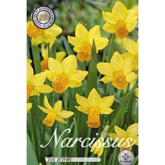 Narciss Jetfire 20-pakkaus