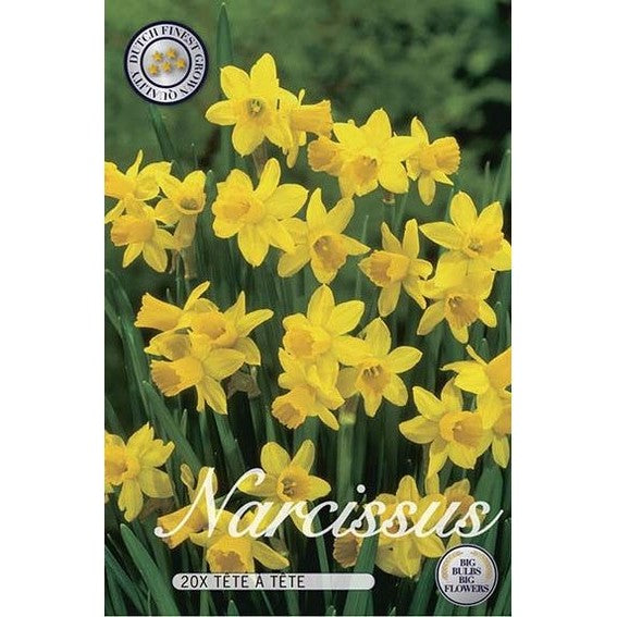 Narsissi Tête-à-Tête 20-pakkaus