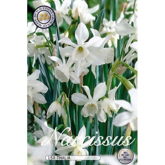 Narcissi Thalia 12-pakkaus