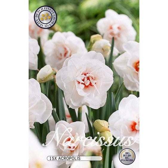 Narciss Replete 15-pakkaus