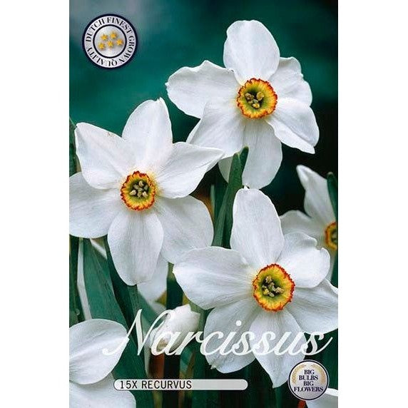 Narcissus Recurvus 15-pakkaus