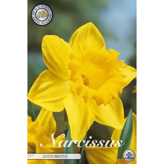Narcissi Dutchmaster 15-pakkaus