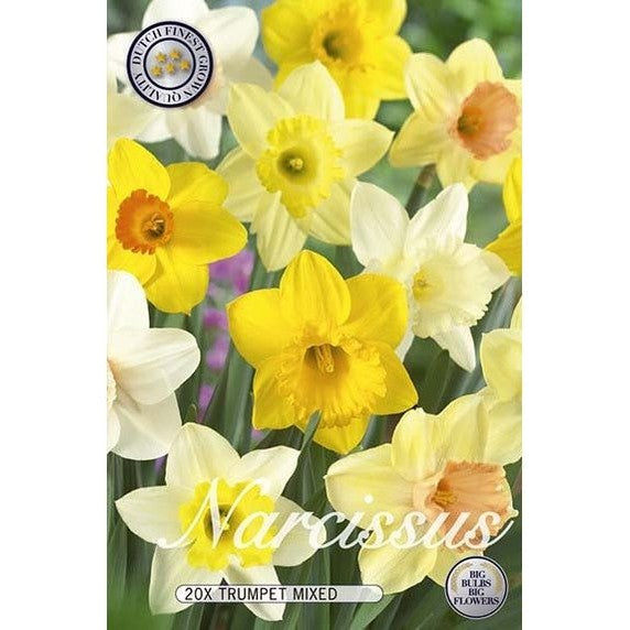 Narsissi Mix 20-paketti