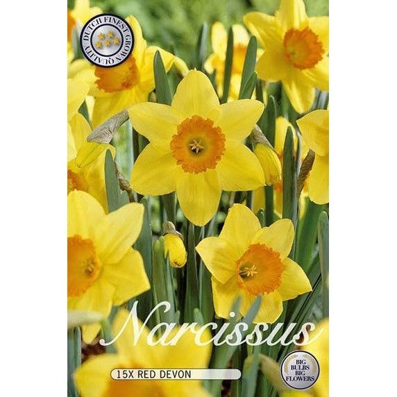 Narcissi Punainen Devon 15-pakkaus