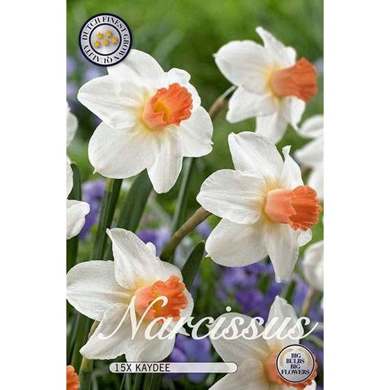 Narciss Skype 15-pakkaus