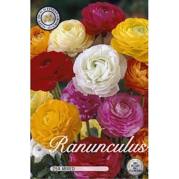 Ranunkeli Aasialainen Sekoitus 25-pakkaus