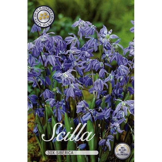 Scilla Siberica 30-pakkaus