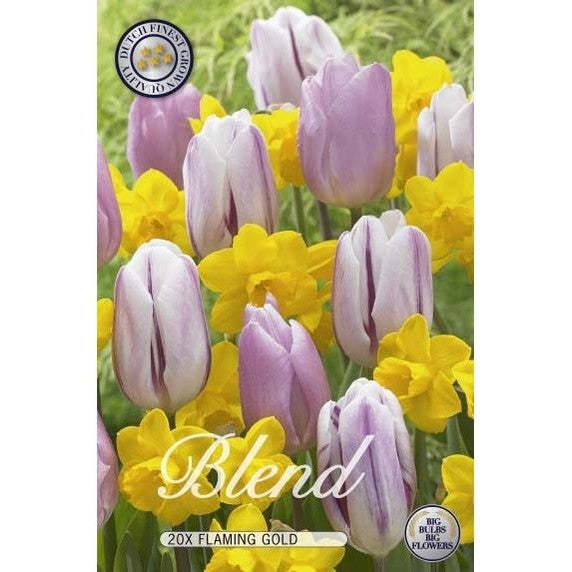 Tulppaani/Narsissi Flaming Gold 20-pakkaus