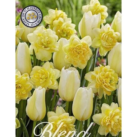 Tulppaani/Narsissi Golden Morning 20-pakkaus