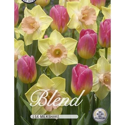 Tulppaani/Narsissi Milkshake 20-pakkaus