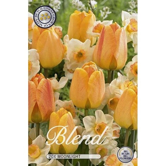 Tulppaani/Narsissi Moonlight 15-pakkaus