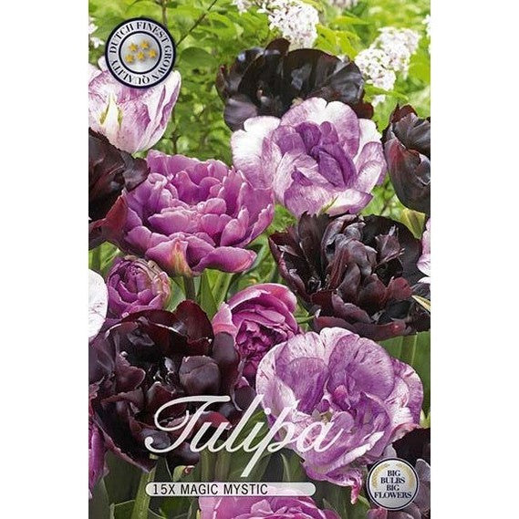 Tulppaani Magic Mystic 12-pakkaus