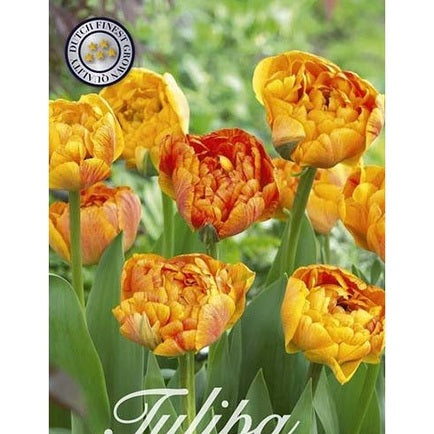 Tulppaani Sunlover 20-pakkaus