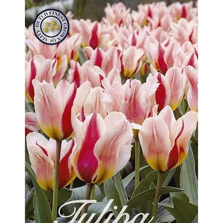 Tulppaani Mary Ann 15-pakkaus