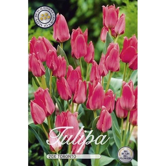 Tulppaani Toronto 20-pakkaus