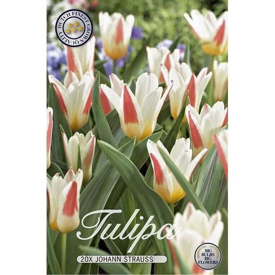 Tulppaani Johan Strauss 15-pakkaus