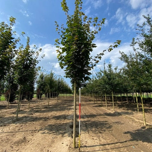 Pelarlönn - Acer platanoides &