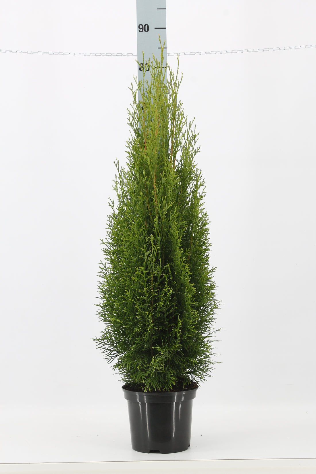 Thuja occ. &