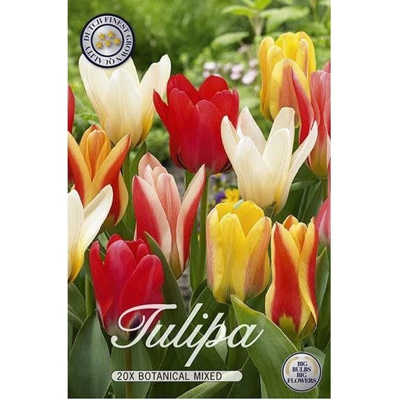 Tulppaani Botaninen Sekoitus 20-pakkaus