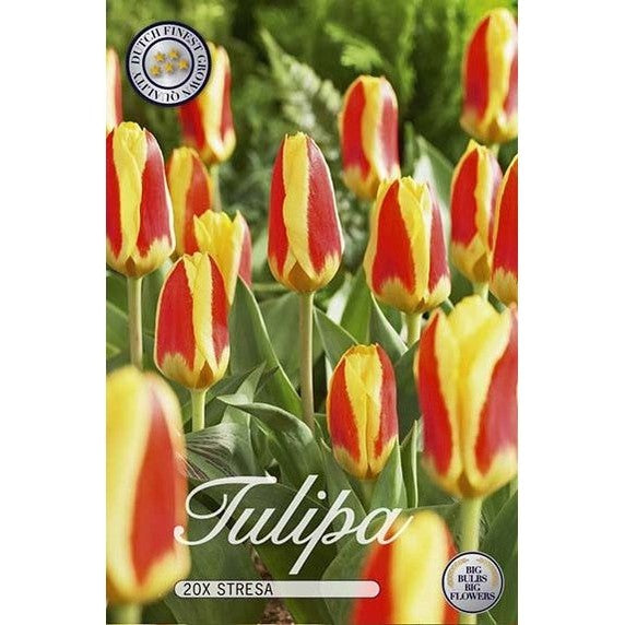 Tulppaani Stresa 15-pakkaus