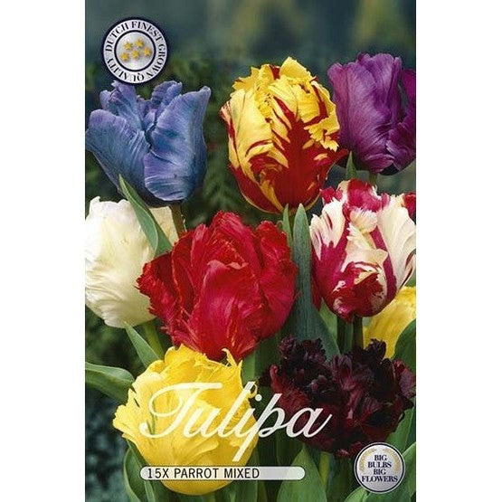 Tulppaani Papukaijatulppaani Mix 15-pakkaus