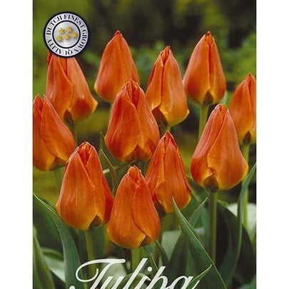 Tulppaani Orange Toronto 20-pakkaus