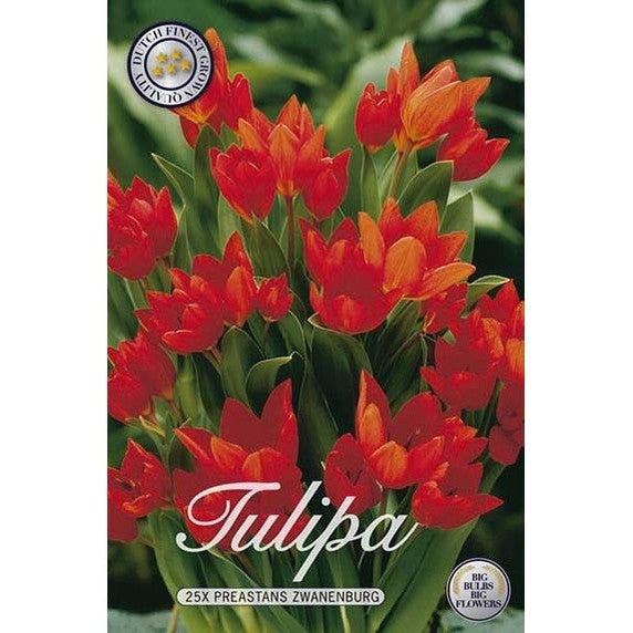 Tulppaani Praestans Zwanenburg 25-pakkaus