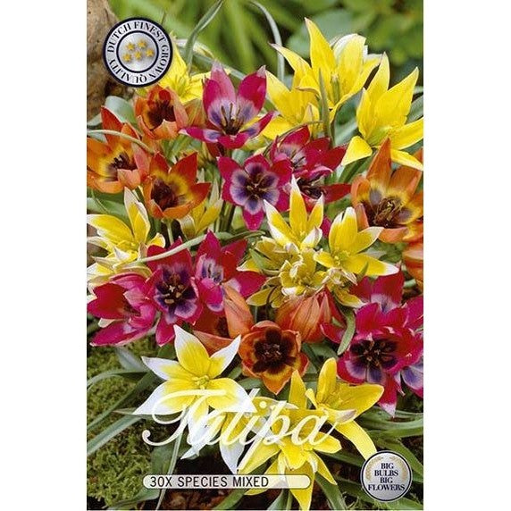 Tulppaani Vildartad Mix 30-pakkaus