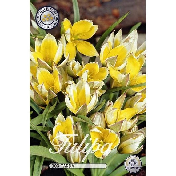 Tulppaani Tarda 30-pakkaus