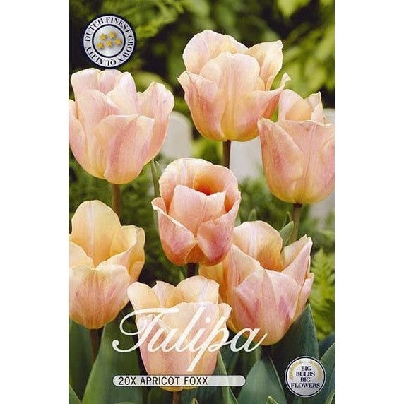 Tulppaani Apricot Foxx 20-pakkaus