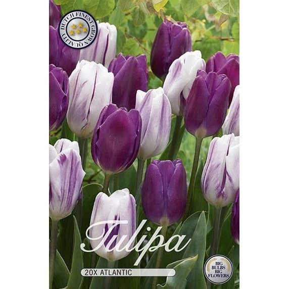 Tulppaani Atlantic 20-pakkaus