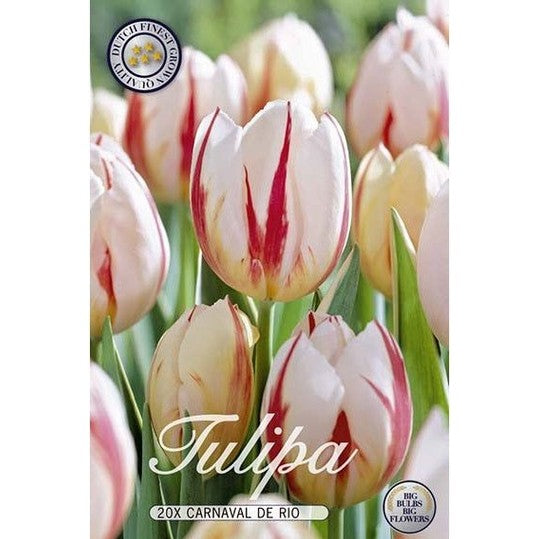 Tulppaani Carnaval de Rio 20-kpl